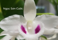 Xôn xao thương vụ chuyển giao lan var Ngọc sơn cước giá 250 tỷ đồng