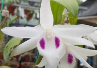 Nhiều thương vụ mua bán lan đột biến hàng trăm tỷ đồng giả tràn lan khiến người chơi sập bẫy