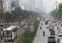 Hà Nội sẽ thay thế toàn bộ cây phong lá đỏ trên đường Nguyễn Chí Thanh và Trần Duy Hưng