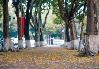 Hà Nội đẹp mơ màng trong mùa lá sấu bay