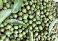 Sấu non đầu mùa chỉ còn 40.000 đồng/kg
