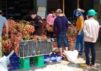 Thông tin vải Lục Ngạn bị thương lái thu mua ép giá còn 2.000 đồng/kg là sai sự thật