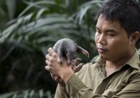 Nhà bảo tồn tê tê Nguyễn Văn Thái giành giải thưởng “Nobel xanh” danh giá thế giới