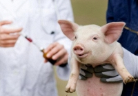 Lần đầu tiên trên thế giới ghép thành công thận lợn cho người