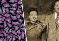 Henrietta Lacks: Người phụ nữ da màu tạo đột phá trong cuộc chiến chống ung thư cổ tử cung