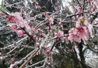 Hình ảnh băng tuyết phủ trắng cây cối tại Hà Giang