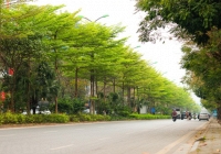 Ngắm vẻ đẹp của những con đường Thủ đô trong thời điểm giao mùa