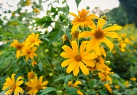 Rực rỡ mùa hoa cuối năm dọc đất nước