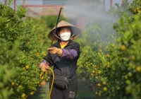 Làng nghề quất cảnh Tứ Liên đang tất bật vào vụ tết