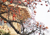 Hà Nội rực rỡ mùa hoa tháng 3
