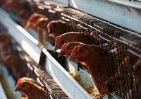 Bộ Y tế: Giám sát chặt người nhập cảnh, ngăn cúm gia cầm lây sang người