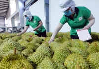 Xuất khẩu gạo và sầu riêng tăng trưởng mạnh 