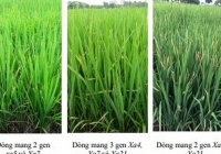 Nghiên cứu chọn tạo giống lúa kháng bệnh bạc lá bằng chỉ thị phân tử (Giai đoạn 2)
