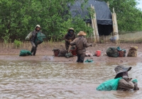 Những người phụ nữ ngâm mình dưới bùn lầy, săn sản vật ở rừng ngập mặn Ninh Bình