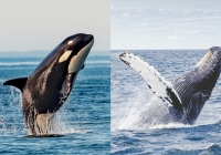 Thói quen lạ lùng của loài cá voi lưng gù: Thích 'làm anh hùng' cứu sống con mồi trong cuộc đi săn của cá voi sát thủ