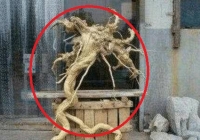 Lão nông nhặt được khúc gỗ có hình dáng kỳ lạ, con trai vừa thấy đã tái mặt gọi điện báo cảnh sát