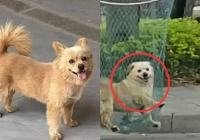 Hưởng ứng 'làn sóng càn quét chó hoang', nam bảo vệ đánh chết chú chó sống trong trường đại học khiến sinh viên phẫn nộ