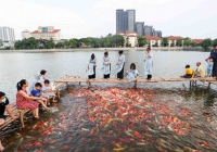 8 tấn cá koi mới thả ở cạnh hồ Tây phải 'dọn đi', lý do bất ngờ phía sau?