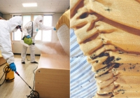 'Đại dịch hút máu' trở lại tấn công Hàn Quốc sau hơn 50 năm, thành phố Seoul khẩn cấp lùng sục hàng loạt kí túc xá, khách sạn