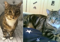 Mèo cưng mất tích khiến gia đình đau buồn khôn nguôi, 11 năm sau cú điện thoại bất ngờ đưa đến 'phép màu' kỳ diệu không thể tin nổi