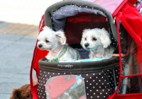 Hàn Quốc: Lần đầu tiên trong lịch sử xe đẩy thú cưng bán chạy hơn xe đẩy em bé, một loạt dấu hiệu đáng báo động đã được thấy rõ