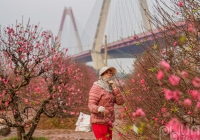 Đào Nhật Tân nở rộ đón tết Nguyên đán 2024