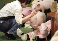 Trào lưu mới 'vô cùng sang chảnh' ở các quán cà phê thời thượng Nhật Bản: Vừa uống cà phê vừa ôm lợn, phản ứng của khách gây ngỡ ngàng