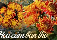 Bật mí cách chọn mua loài hoa cúc được ưa chuộng trên bàn thờ ngày Tết