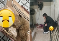 Vụ cún cưng của Châu Bùi mất khi bay ra Hà Nội: Chị ruột bức xúc lên tiếng, dịch vụ vận chuyển né tránh, khoá Fanpage