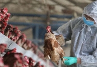 Bộ Y tế thông tin về ca mắc cúm A/H5N1 tử vong tại Khánh Hòa