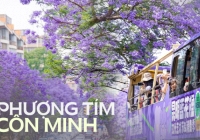 Phượng tím ở Côn Minh đã nở: Cả thành phố như chìm trong biển hoa mộng mơ, 'tín đồ xê dịch' không thể bỏ qua dịp xuân hè