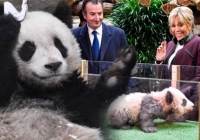 Chân dung 'bạn trai tin đồn' của đỉnh lưu Fubao: 'Hoàng tử nhỏ' vừa trở về nước, có phu nhân Tổng thống Pháp là mẹ đỡ đầu