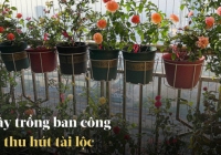 Ban công nhà giàu chuộng nhất 5 cây cảnh này: Thanh lọc không khí, tốt cho sức khỏe lại giúp chủ nhân hút may mắn