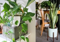 Người thông minh bí mật trồng 6 cây cảnh trong nhà: Vừa gia tăng vận khí lại biết 'nuốt' bụi bẩn, làm đẹp không gian 