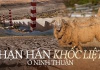 Tận mắt thấy những đàn cừu Ninh Thuận chết khô, hồ nước trơ đáy, nứt nẻ trong hạn hán khốc liệt miền Trung