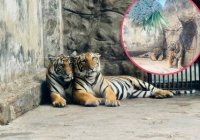  Thảo Cầm Viên Sài Gòn tổ chức thôi nôi cho 2 bé hổ Bengal: Hai chú bé thích thú bốc đồ vật chọn quà  