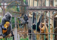 Xôn xao 'scandal tình ái' khi đôi khỉ xám sinh ra một chú khỉ con lông vàng: Thảo Cầm Viên Sài Gòn lên tiếng phân trần