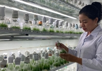 TS Bá Thị Châm: Bảo tồn và nâng tầm cây thuốc bản địa ở Việt Nam