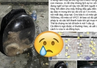 Chú mèo giá 80 triệu chết ngạt sau 5 tiếng trong cốp xe vận chuyển, thái độ của lái xe gây bức xúc khiến chủ mèo phải báo công an