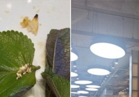 Xôn xao hình ảnh ổ trứng côn trùng trong món ăn của chuỗi buffet nổi tiếng, dân mạng ùa vào 'tố' thêm