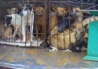 “Đường đến lò mổ” - chó và mèo bị hành hạ như thế nào?