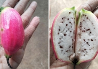 Loại quả kì lạ tại Việt Nam, nhìn tưởng chuối nhưng bổ ra lại giống thanh long