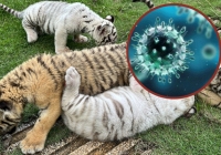 Lần đầu tiên hàng chục cá thể hổ chết vì cúm A/H5N1 tại Việt Nam, độc lực của loại virus này mạnh đến thế nào?