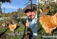 Mua dinh thự 2 nghìn tỷ nhưng không ở, David Beckham lại chọn dành cuối tuần sống cạnh đàn gà