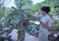 Lý Tử Thất 'xả' video liên tục sau khi trở lại, netizen vỡ oà vì những gì được thấy sau 3 năm chờ đợi 