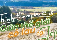 Khám phá vẻ tuyệt đẹp của những đồi cỏ lau tại đảo Jeju, Hàn Quốc 