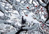 Nhiệt độ xuống còn âm 1 độ C, băng giá xuất hiện trên đỉnh Fansipan