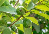 Lá ổi - Loại lá có công dụng tuyệt vời trong việc chăm sóc da