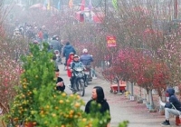 Hà Nội tổ chức 70 chợ hoa xuân phục vụ Tết Nguyên đán từ ngày 8/1