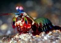 Nghiên cứu về tôm tít mở ra tiềm năng ra đời vật liệu mới cho đồ bảo hộ